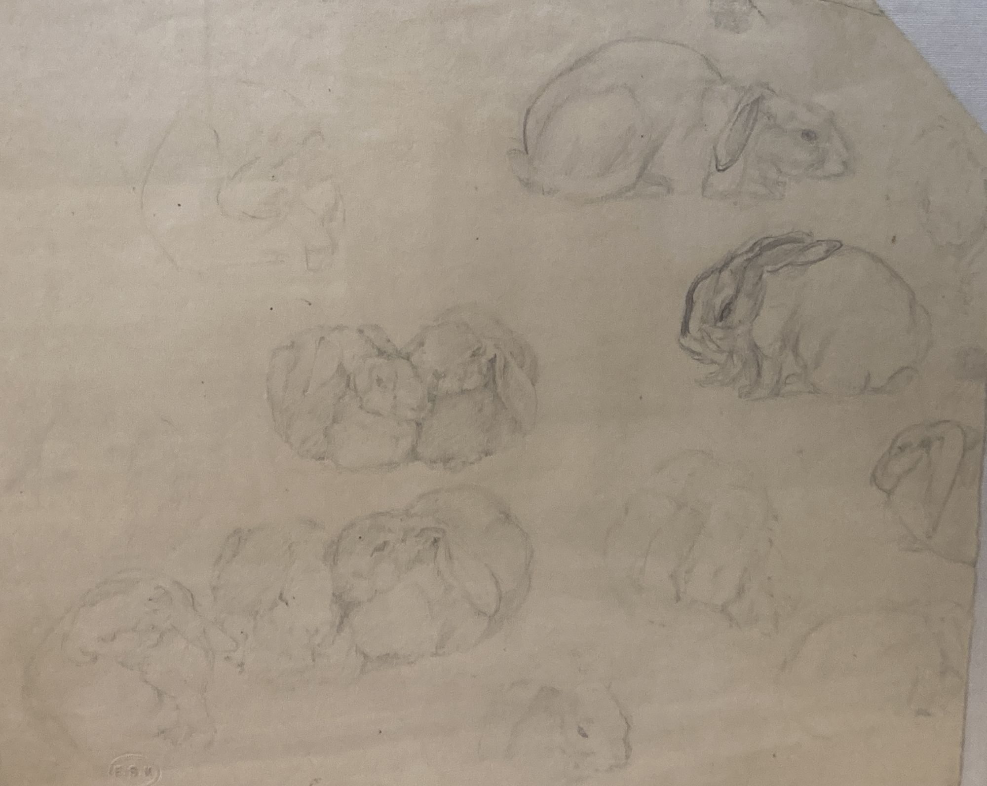 E.S.K, pencil drawing, Student sketch of rabbits, 28 x 32cm
